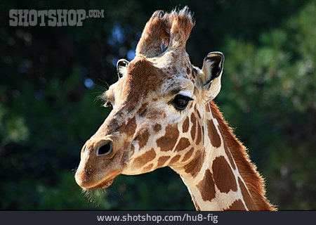 
                Giraffe, Giraffenkopf                   