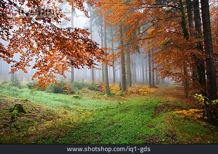 
                Wald, Märchenwald                   