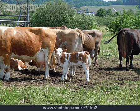 
                Viehzucht, Kühe                   