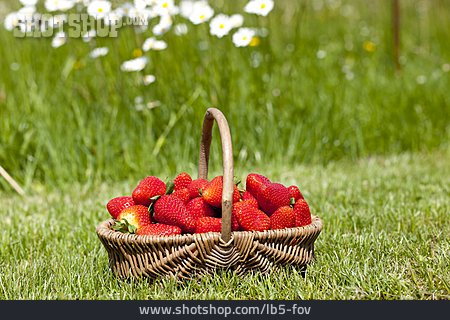 
                Erdbeere, Erdbeerernte, Erdbeerkorb                   