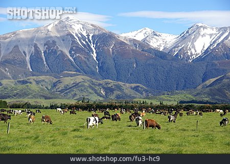 
                Nutztier, Neuseeland, Greymouth                   