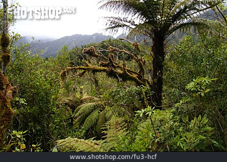 
                Urwald, Palme, Neuseeland, Regenwald                   