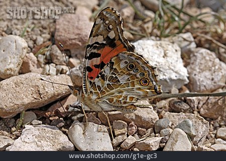 
                Butterfly, Painted Lady Butterfly                   