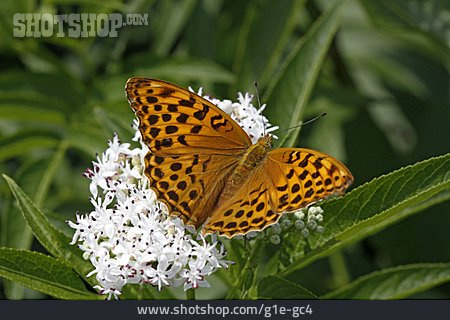 
                Schmetterling, Holunderblüte, Kaisermantel                   