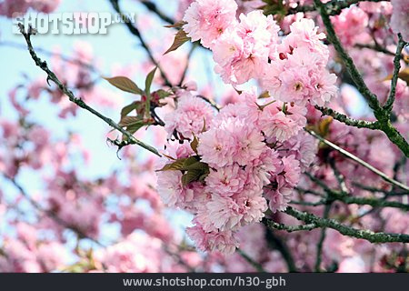 
                Kirschblüte, Kirschbaum                   