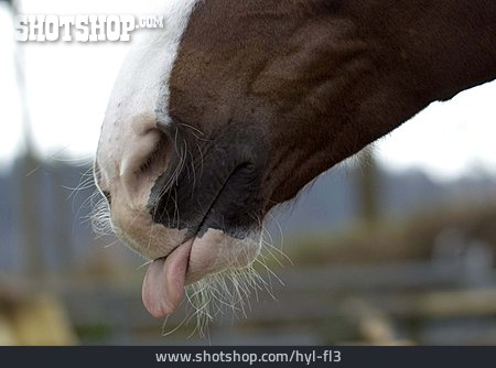 
                Zunge, Pferd, Nüster                   