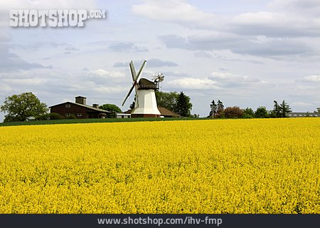
                Rapsfeld, Windmühle                   
