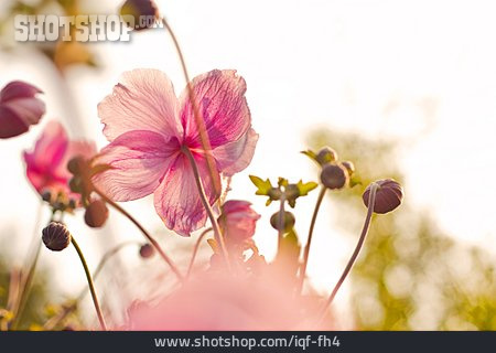 
                Anemone, Anemonenblüte                   