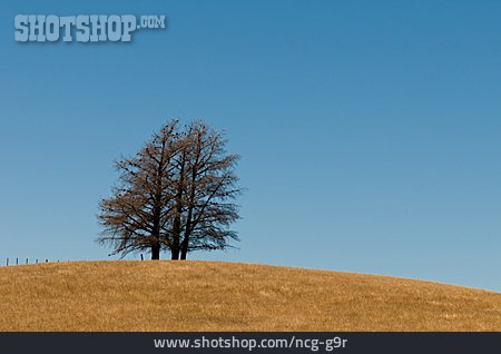 
                Baum, Hügel                   