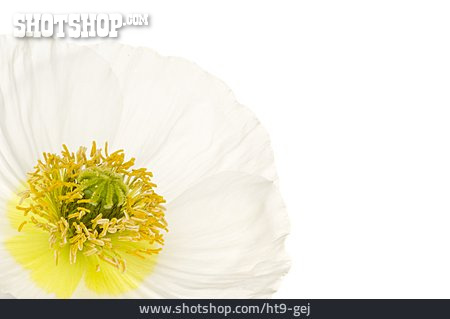 
                Chrysantheme, Chrysanthemenblüte                   
