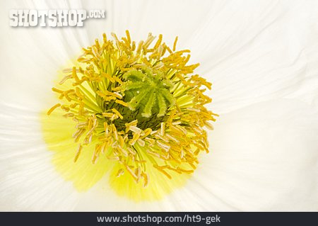 
                Chrysanthemenblüte                   