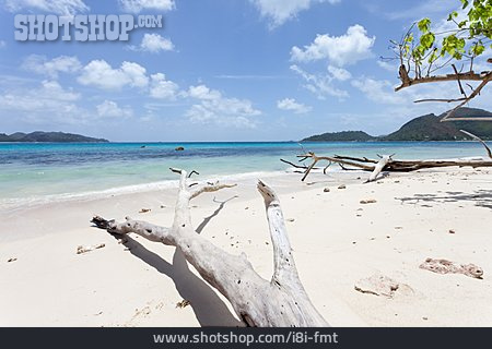 
                Strand, Totholz, Seychellen                   