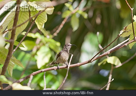 
                Kolibri, Seychellen                   