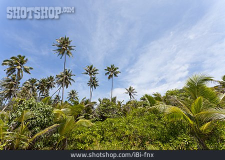 
                Palmen, Vegetation, Gebüsch                   