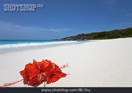 
                Strand, Hibiskus, Sandstrand, Praslin, Grande Anse                   