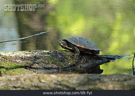 
                Gelbbauch-schmuckschildkröte                   