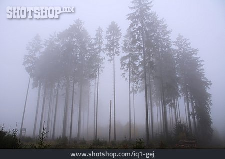 
                Nebel, Tanne, Baumgruppe                   