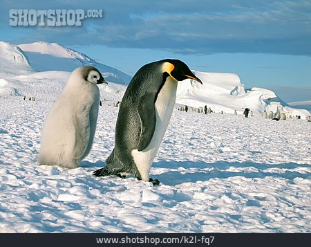 
                Antarktis, Pinguine, Kaiserpinguin                   