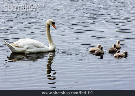 
                Mute Swan, Swan Family, Swan Chicks                   