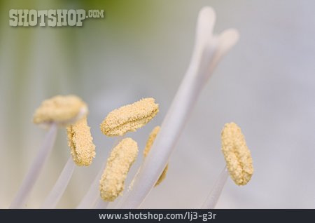 
                Amaryllis, Blütenstaub, Staubblatt                   