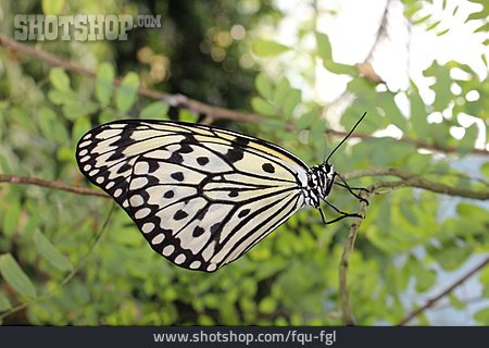
                Schmetterling, Weiße Baumnymphe                   
