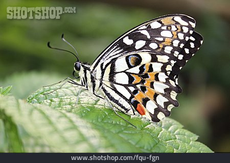 
                Schmetterling, Limetten-schwalbenschwanz                   