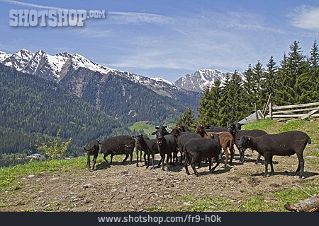 
                Schafherde, Sarntaler Alpen                   