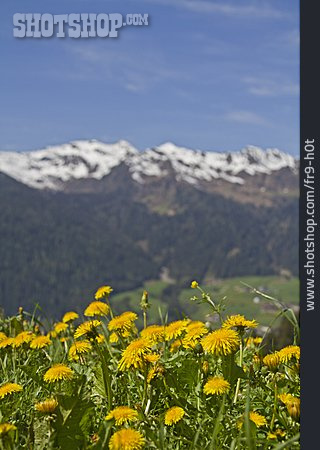 
                Löwenzahn, Sarntaler Alpen, Ridnauntal                   