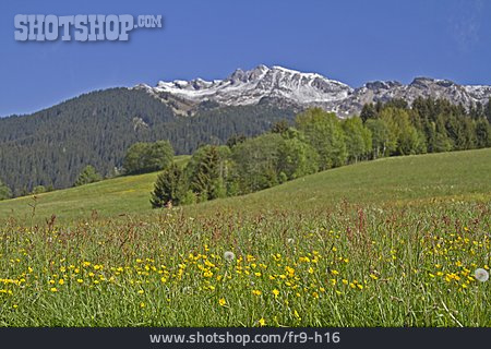 
                Blumenwiese, Stubaier Alpen                   