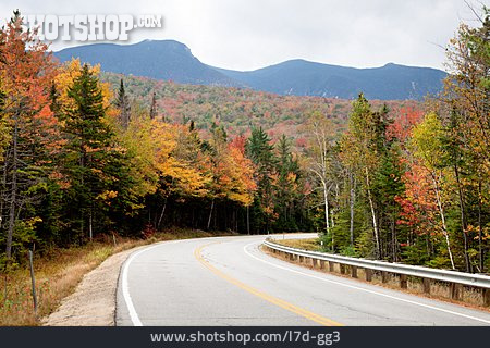 
                Wald, Kurve, New Hampshire                   