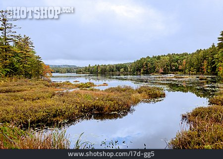 
                Ufer, Sumpf, New Hampshire                   