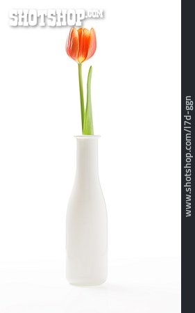 
                Tulpe, Blumenvase                   
