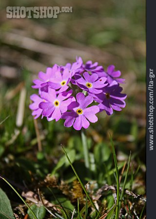 
                Alpenblume, Mehlprimel                   
