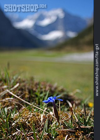 
                Alpenblume, Gebirgsenzian                   