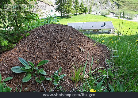 
                Ameisenhaufen, Ameisenbau                   