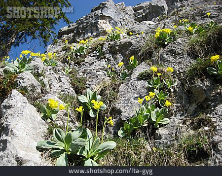 
                Alpenblume, Aurikel                   