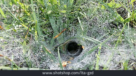 
                Spinnennetz                   
