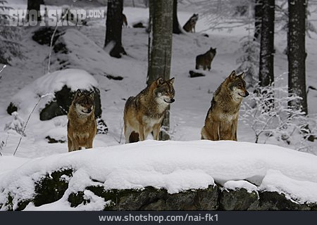 
                Wolf, Wolfsrudel                   
