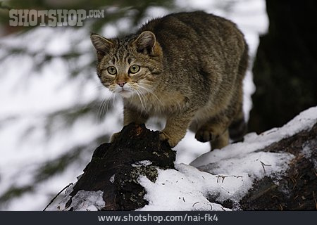 
                Beobachten, Wildkatze, Europäische Wildkatze                   
