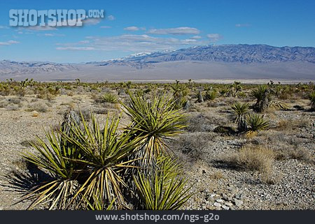 
                Wüste, Nevada, Wüstenpflanze                   
