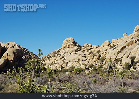 
                Strauch, Wüstenpflanze, Felsformation, Joshua-tree-nationalpark                   