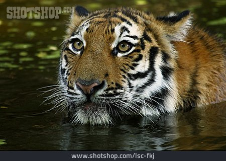 
                Tiger, Raubkatze                   