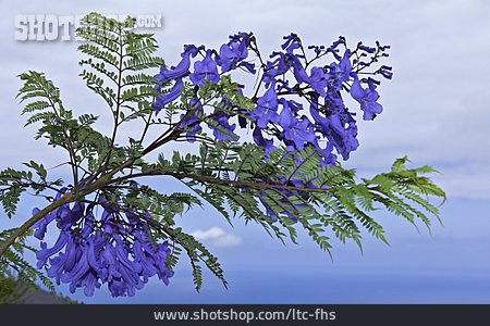 
                Blüte, Jacaranda, Palisanderholzbaum                   