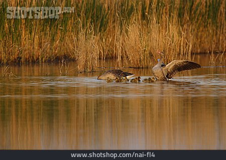 
                Tierfamilie, Graugans                   