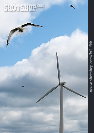 
                Möwe, Windenergie, Windrad, Windkraftanlage                   