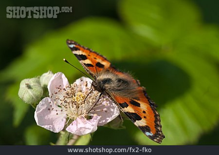 
                Schmetterling, Kleiner Fuchs                   