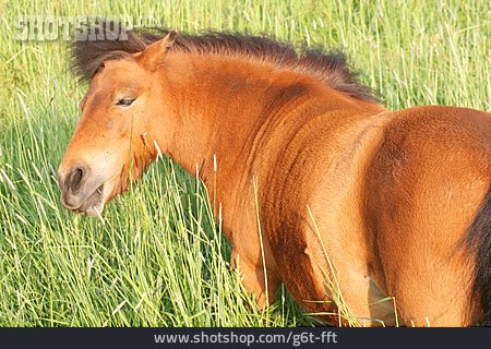 
                Pony, Shetland Pony                   