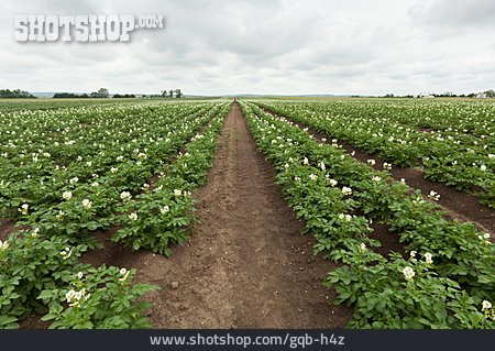 
                Kartoffelanbau, Kartoffelfeld                   