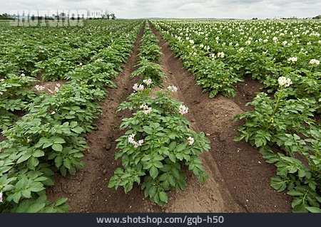
                Kartoffelanbau, Kartoffelfeld                   