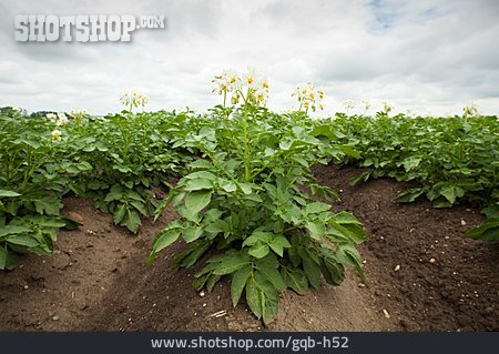 
                Kartoffelfeld, Kartoffelpflanze                   